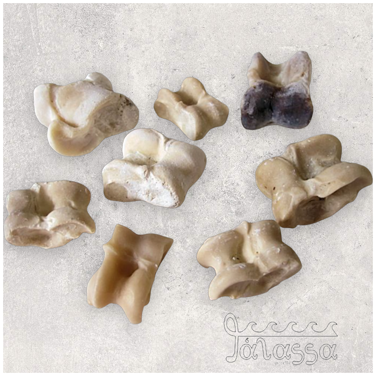 Astragali
